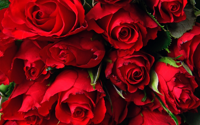 花卉運輸遠程溫控監控GPS定位